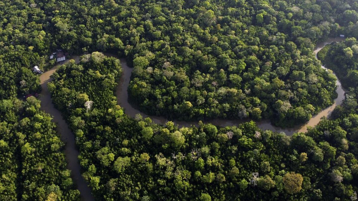 Women Ex-Combatants Lead Amazon Environmental Restoration