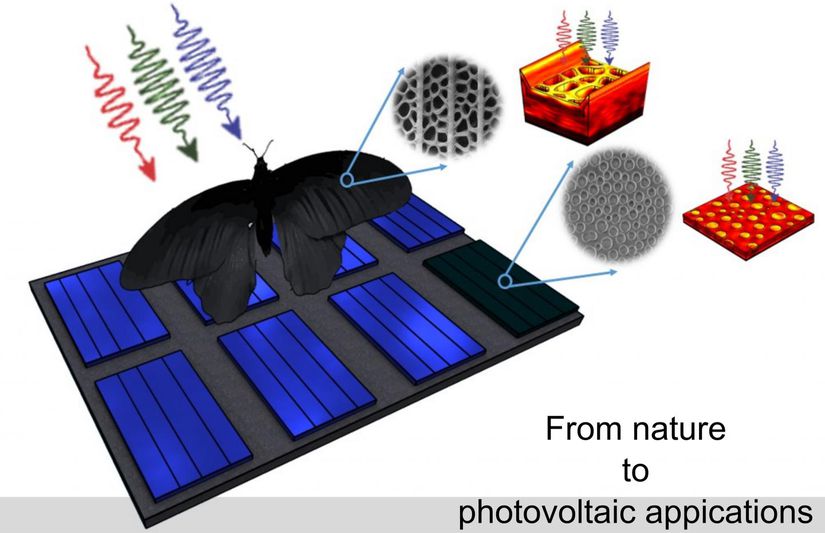Doğadan fotovoltaik uygulamalara... Görsel: Radwanul Hasan Siddique, KIT/Caltech