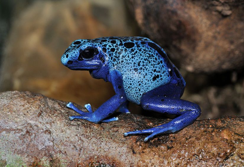 Mavi zehirli ok kurbağası (Dendrobates azureus)