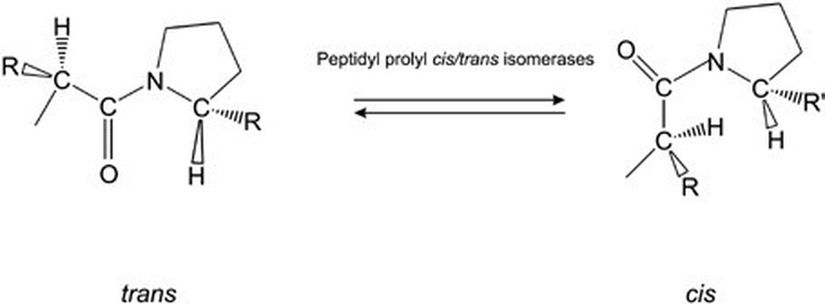 Bir molekülün Cis - Trans hali arasında geçişi sağlayan enzimlerin aktivitelerinin gösterimi.
