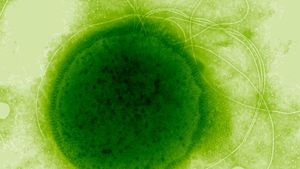 Radyasyona En Dayanıklı Canlı: Thermococcus gammatolerans