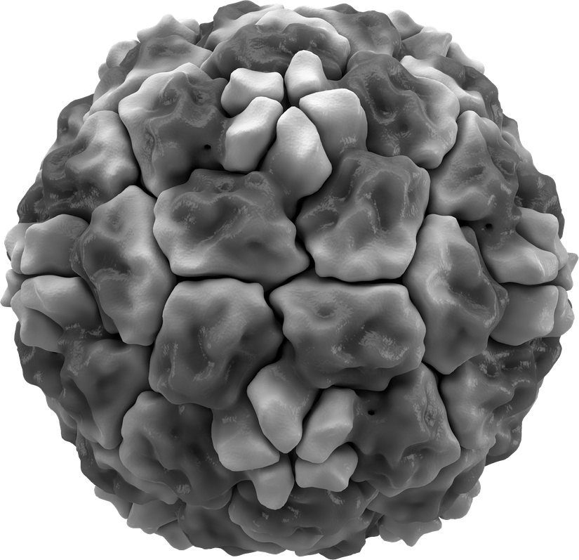 Soğuk algınlığına neden olan virüslerden biri olan insan rhinovirus 14'ün kapsidinin izosurface'i. Proteinin sivri uçları, görsel netlik için beyaz renktedir. İkozahedral simetriye dikkat edin. Protein Veri Bankası girişi 4RHV'ye dayalıdır.