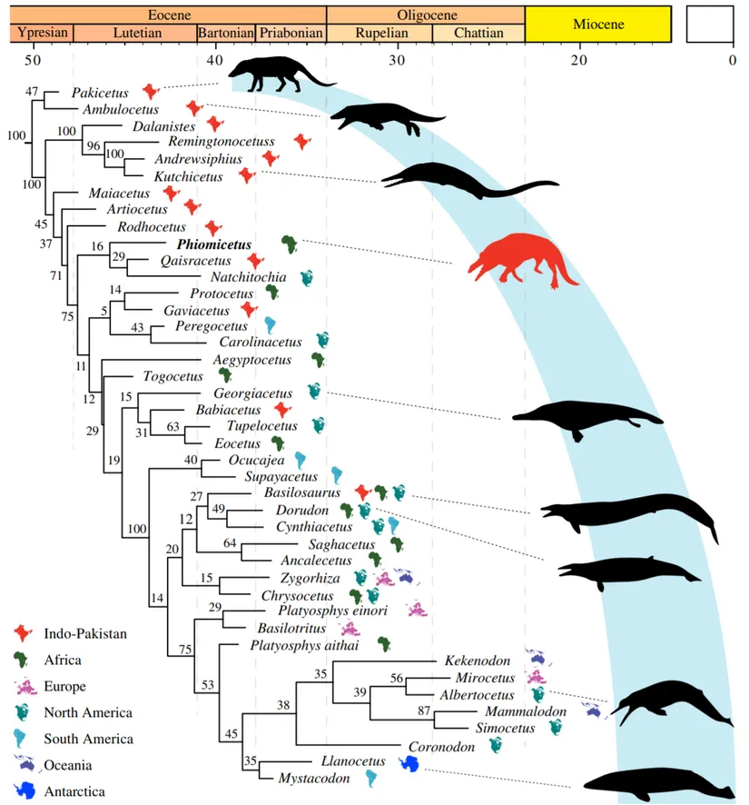 Balina evrimi ve keşfedilen fosillerin paleocoğrafyası.