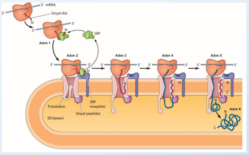 Salgılanacak proteinlerin ER'ye kabul edilmesini gösteren şema.