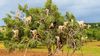 Ağaçlara Tırmanan Keçileri Gösteren Fotoğraf ve Videolar Gerçek mi?