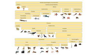 Hayvanların Evrimi (665 Milyon Yıl Önce - Günümüz)