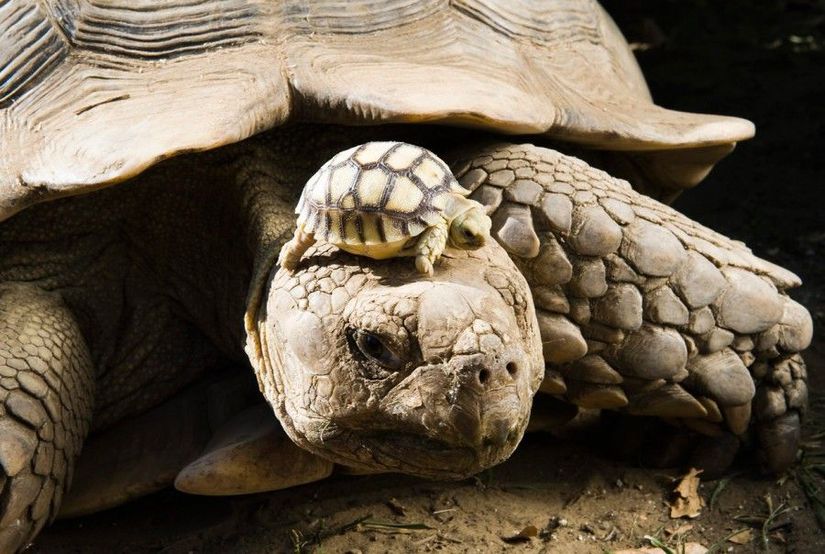 Fotoğrafta gördüğünüz anne kaplumbağa 140 yaşında olduğu düşünülen bir Afrika Mahmuzlu Kaplumbağası. Bilimsel adıyla Geochelone sulcata. Afrikalı bireylerin 150 yaşına kadar ulaşabildiği biliniyor. Annesinin kafasına konmuş olan ufaklık ise sadece 5 günlük. Bir aksilik olmadığı takdirde, upuzun sürecek bir ömrün ilk adımlarını atıyor.