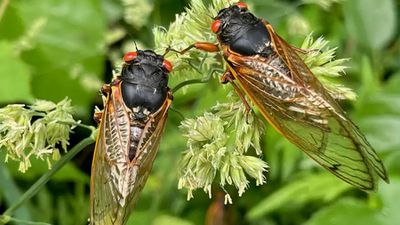 Büyük Ağustos Böceği Neslinin Ortaya Çıkması Tırtıl Popülasyonunda Patlamaya Neden Oldu!