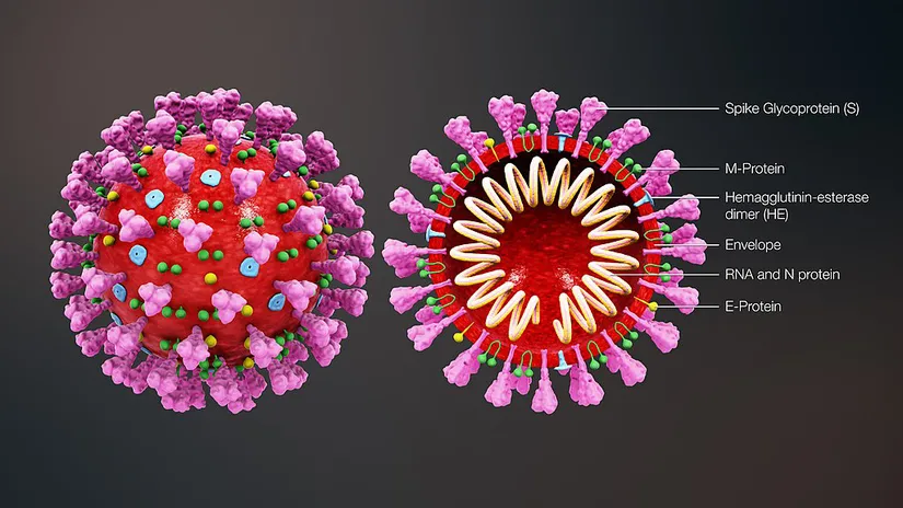 Yeni koronavirus yani SARS-CoV-2 virüsünün yapısal çizimi.