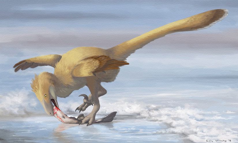 Şimdiye kadar bulunan Velociraptor fosilleri içerisinde V. mongoliensis ve V. osmolskae olmak üzere 2 türü tespit edilebilmiştir.