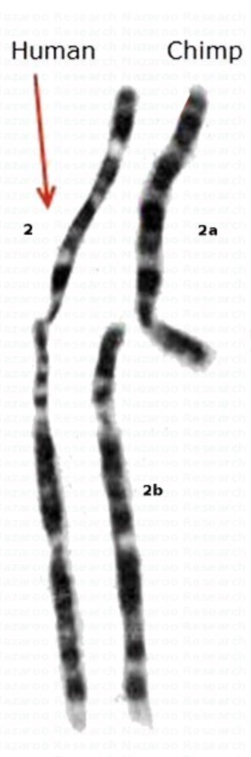 Söz konusu kaynaşmanın yaşandığı kromozomların gerçek fotoğrafı...