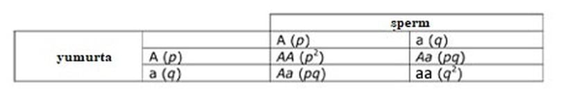 Tablo 1. Hardy-Weinberg varsayımlarına uyan bir popülasyonda iki alelli Mendel lokusundaki tüm olası genotiplerin oluşma olasılığını gösteren bir Punnet karesi.