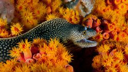 Kambriyen Patlaması Öncesi Çeşitlilik: Gabon Deniz Ekosistemi İçerisinde Bilinen En Eski Biyoçeşitlilik Keşfedildi!