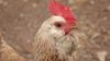 Tavuklarda Kafa Stabilizasyonu ve Komik Güvercin Yürüyüşünün Sebebi