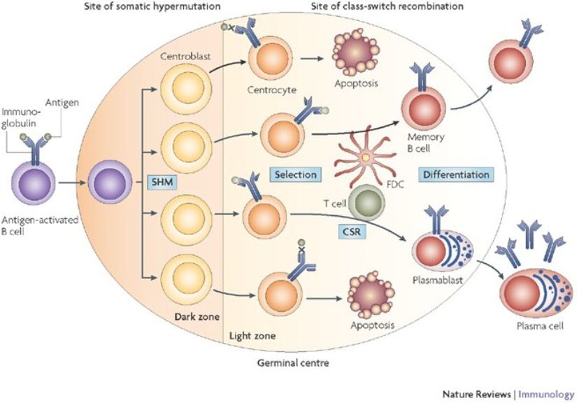 Germinal merkezde B hücrelerinin mutasyona uğrayarak çoğalması
