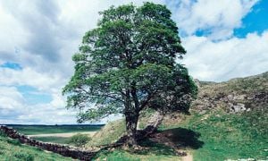 Sycamore Gap Tree Inspires Healing Through Poetry And Community