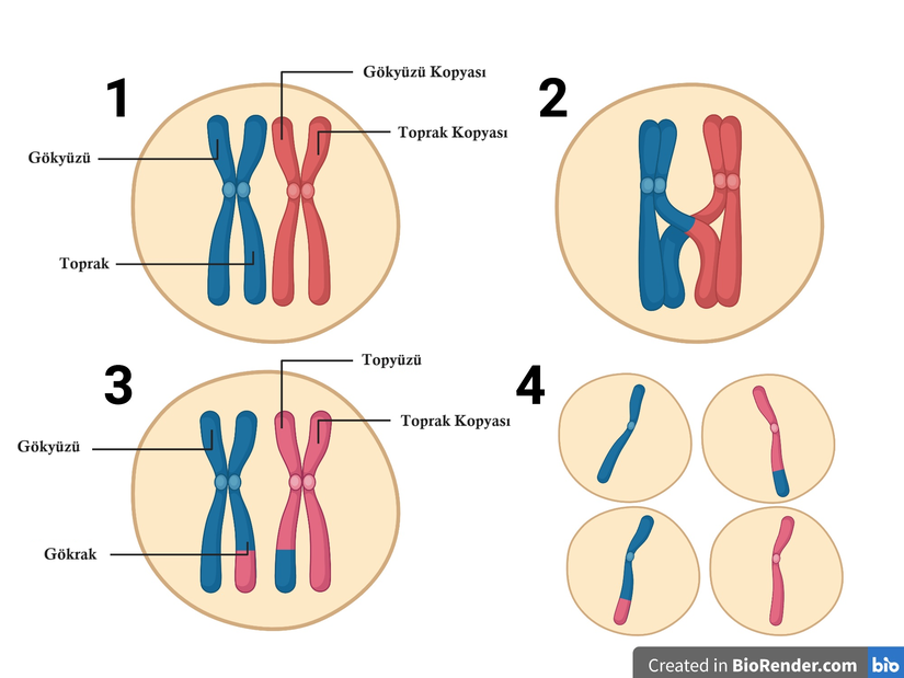 Mayoz bölünme: 1. aşamada kromozomlar kopyalanıyor, 2. aşamada kromozomlar karşı karşıya geliyor ve genetik materyal takas ediliyor, 3. aşamada yeni genetik materyallere sahip kromozomlar oluşuyor, 4. aşamada 4 farklı hücre oluşuyor.