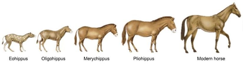 Atların boyut açısından evrimi, yönlü seçilimin güzel örneklerindendir. On milyonlarca yıl sonucunda Eohippus gibi ufak atlardan, günümüzdeki Equus cinsi gibi büyük atlar evrimleşmiş ve atalarından tamamen farklı özellikler kazanmışlardır.