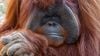 İşaret Dilini Kullanan Orangutan Chantek, Hayatını Kaybetti!
