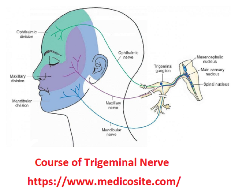 Trigeminal sinir ağı