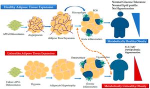 Unlocking the Secrets of Fat: Adipose Tissue's Role Beyond Energy Storage