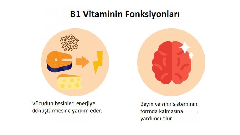 B1 vitaminin fonksiyonları.