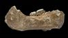 Tibet Platosu'nda Denisovan Çene Kemiği Bulundu!