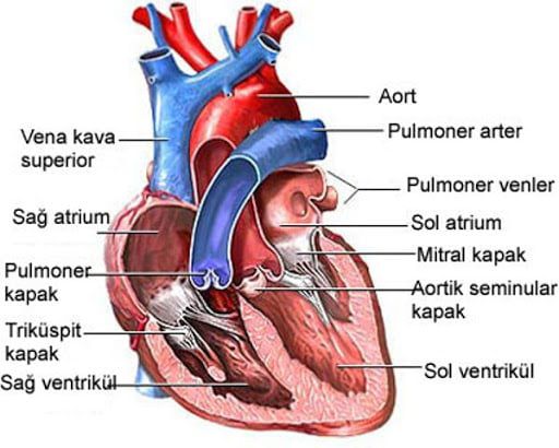 Kalbin Kapakcilari Neden Ters Gibidir Soru Cevap Evrim Agaci