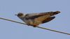 Guguk kuşu (Cuculus canorus)
