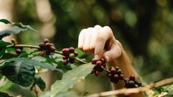 Bütün Arabica Kahveleri Genetik Olarak Benzer Olmasına Rağmen Tatları Nasıl Bu Kadar Farklı Olabiliyor?