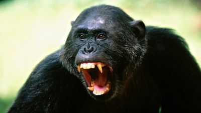 İnsan Harici Maymunların da Kafasının Tası Atabiliyor!