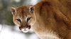 Pumalar, En Fazla İsme Sahip Hayvan Olarak Guinness Rekorlar Kitabına Girmiştir!