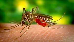 Dengue Fever Surge Alarms Health Officials Across The Americas