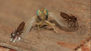 Kanatlarında Karınca Görüntüsü Olan Meyve Sineği Nasıl Evrimleşti?