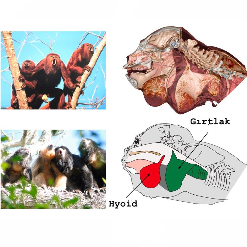 Bir Evrimsel Takas Ornegi Guclu Kukremeye Karsilik Kucuk Testisler Evrim Agaci