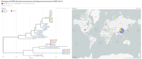 SARS-CoV-2, grafikte kırmızı renkli suşlarla gösterilmiştir. En yakınındaki mavi renkli suşların hepsi SARS-benzeri koronavirüs suşlarıdır (SARS ile SARS-2 arası geçiş grupları olarak düşünülebilir). Sarı renkli suşlar SARS virüsleridir.