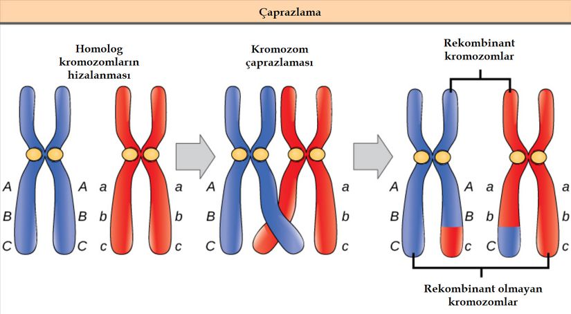 Rekombinasyon süreci iki homolog kromozomun hizalanması ve genetik materyalin bir segmentini takas etmesiyle gerçekleşir.