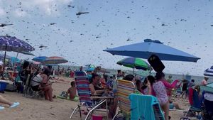 Dragonfly Swarm Captivates Beachgoers In Rhode Island