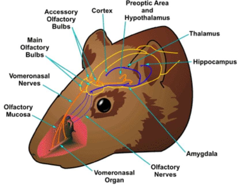 Hamsterlarda vomeronazal organ...