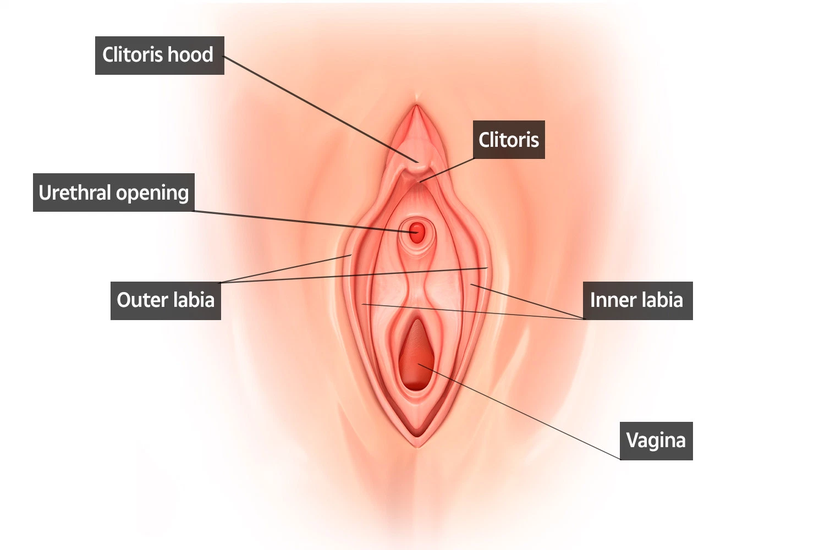 Kadın cinsel organının parçaları