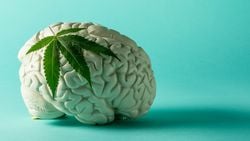Kenevirin Beyne Etkisi: Marijuana Tüketimi, Beyni Nasıl Değiştiriyor?