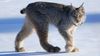 Kanada Vaşağı: Bir Kedi Nasıl Evrimleşir?