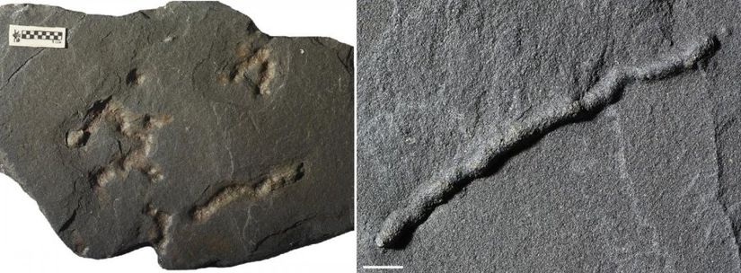 En eski hareketli fosil izlerine dair bilinen önceki örnek. Söz konusu kalıntı 570 milyon yıllık.
