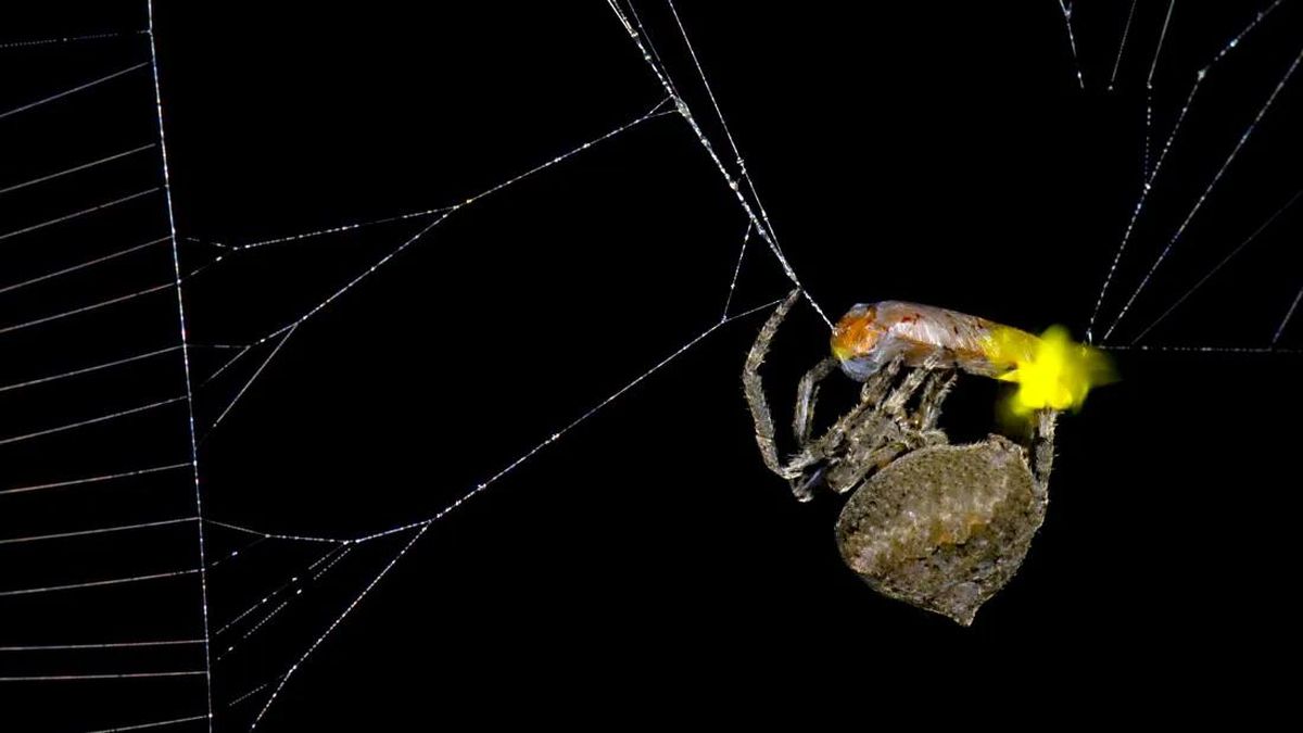 Spiders Use Fireflies To Lure Their Next Meal