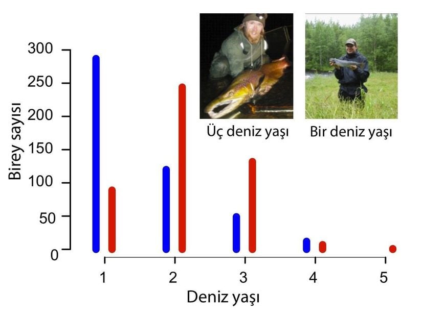 Şekil 2: Dişi ve erkeklerin ortalama yaşı. Veriler 57 populasyonun ortalamasından derlenmiştir. Dişiler için kırmızı, erkekler için mavi renk kullanılmıştır.