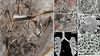 120 Milyon Yıllık Kuş Fosilinde İlk Kez Akciğer Gözlemlendi!
