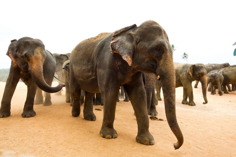 Asya filleri