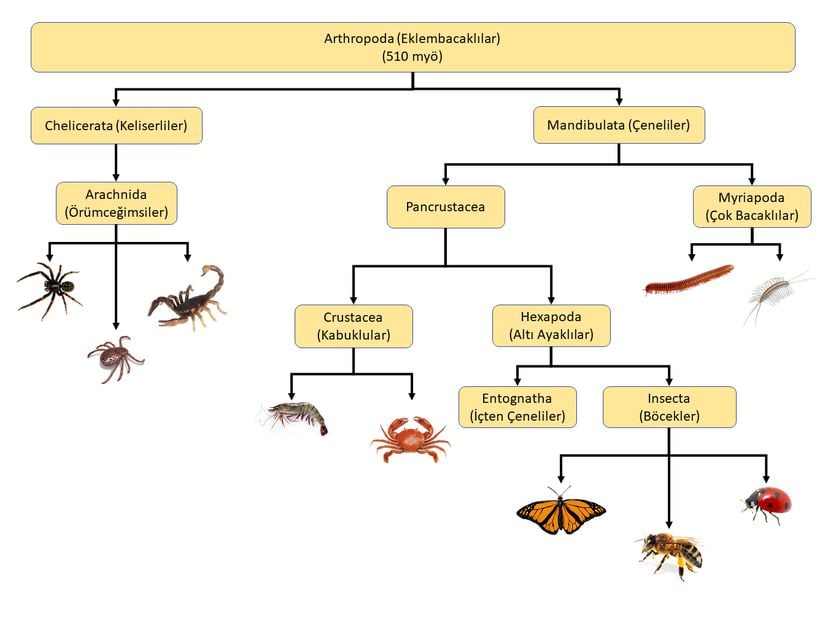 Yaklaşık 510 milyon yıl önce dallanan Eklem Bacaklılar (Arthropoda) şubesi.