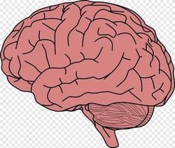 İnsan beyni nasıl çalışır?