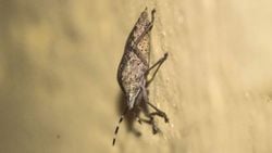 Benekli kalkan böceği (Rhaphigaster nebulosa)